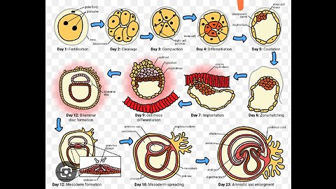 From fertilization to child birth 3d medical animation