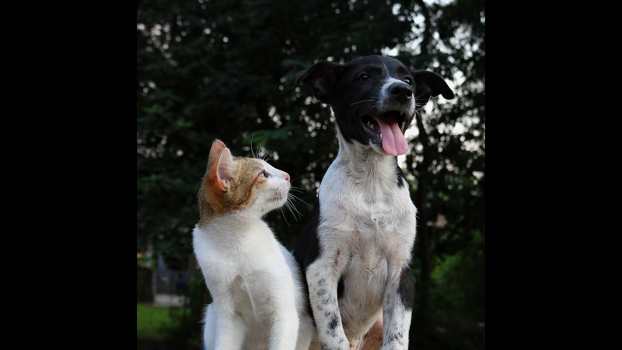 Funny Animal Videod