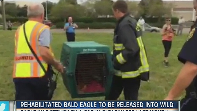 A rehabilitated bald eagle will be released into the wild on Tuesday