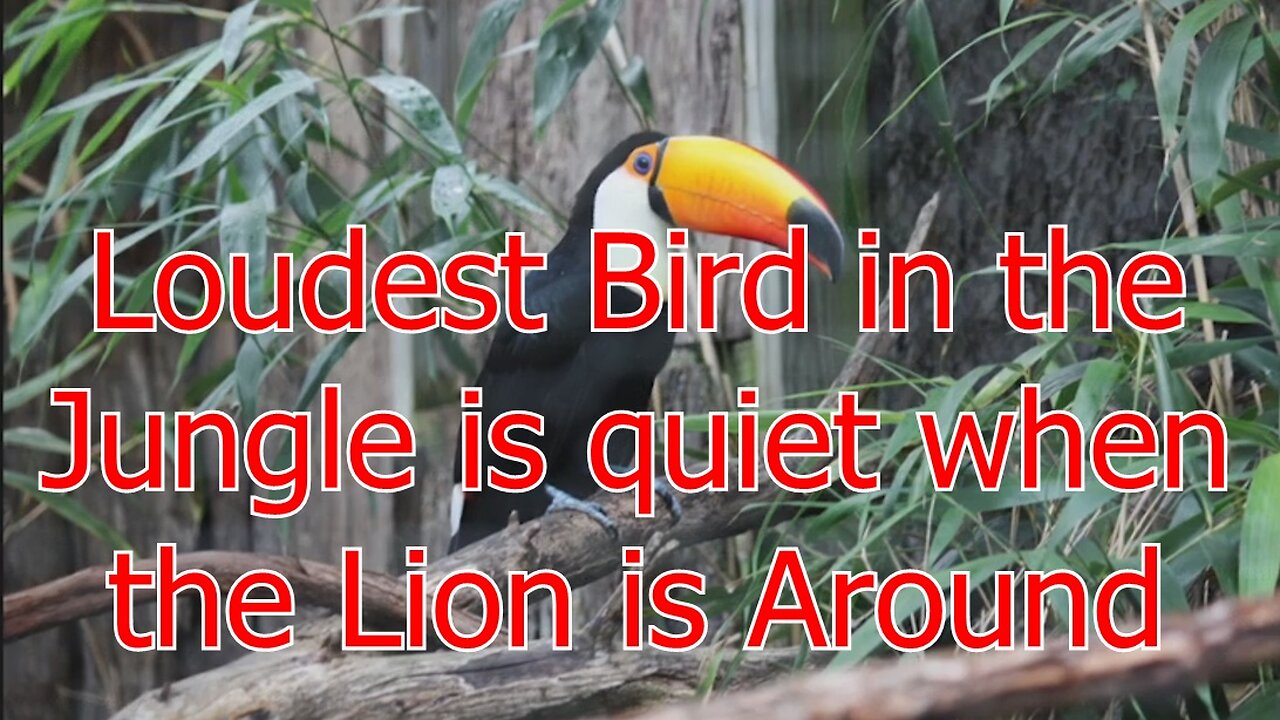 Loudest Bird 432 hz Jam
