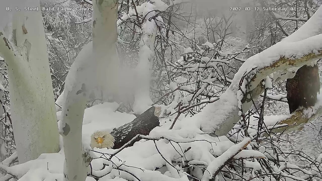 Mom gets up at U. S. Steel nest and shakes off snow 3/12/2022