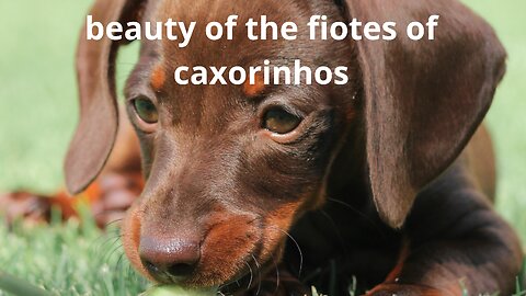 beauty of the fiotes of caxorinhos