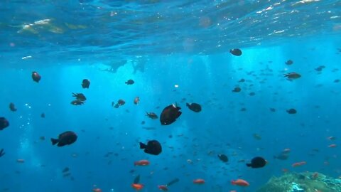 View of several fishes living under the water, slow motion