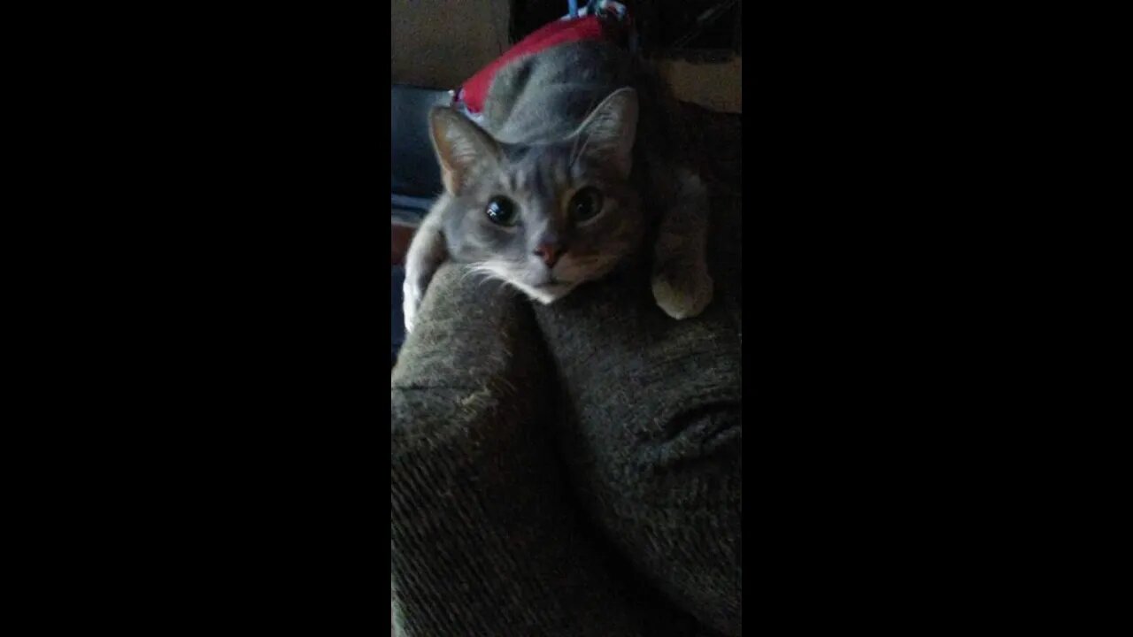 Cute Cats 1 #pets,#animals,#cutepets,#cats,#cutecats,#funnycats #funny pets