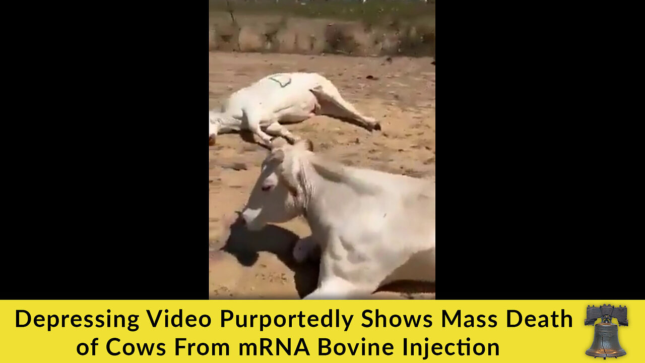 Depressing Video Purportedly Shows Mass Death of Cows From mRNA Bovine Injection