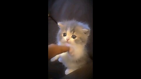 "Nothing cuter than a playful kitty pawing at your finger! 🐾❤️ #CatPlaytime #TooCute