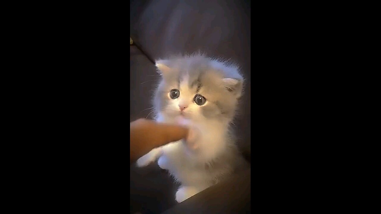 "Nothing cuter than a playful kitty pawing at your finger! 🐾❤️ #CatPlaytime #TooCute