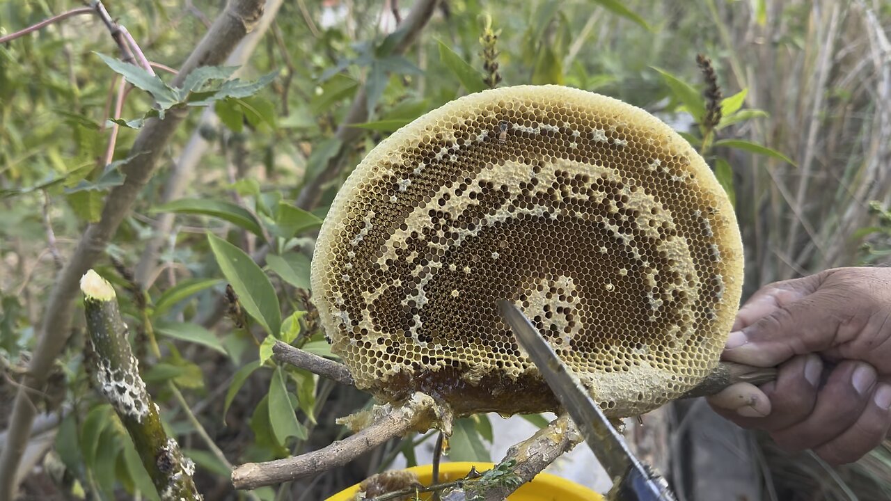 How to extract honey