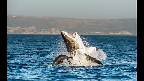 Man Hooks Tuna, Another Shark Attack Fatality