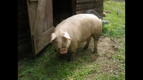 Home School - Pigs On The Wing, A Day At The Abattoir.