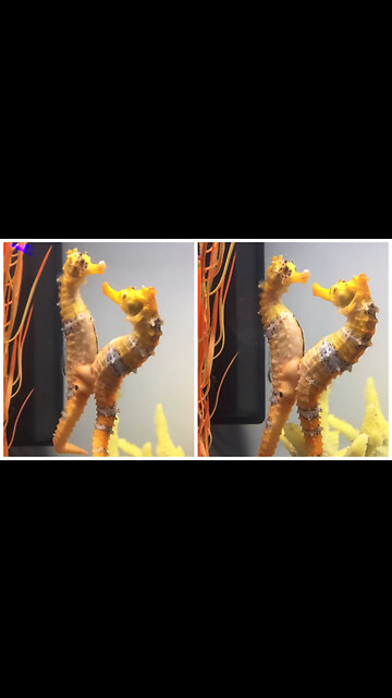 Female seahorse transferring her eggs to the male.