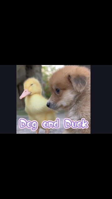 Cutest Dog and Duck Ever 2024