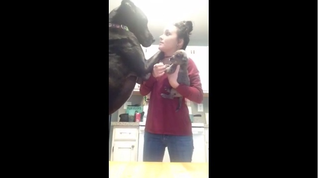 Great Dane Extremely Jealous Of New Puppy