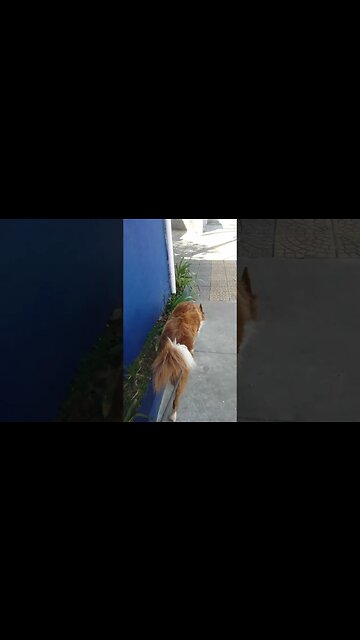 Olha o Perigo! #shorts