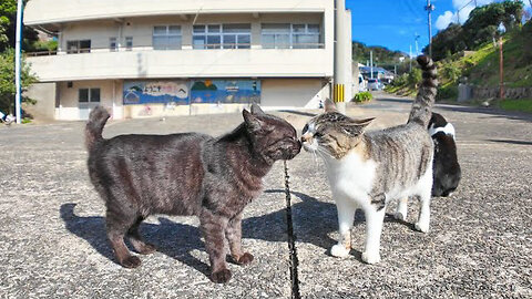 A cat I met at the ferry terminal started walking and showed me around the island, so I followed him