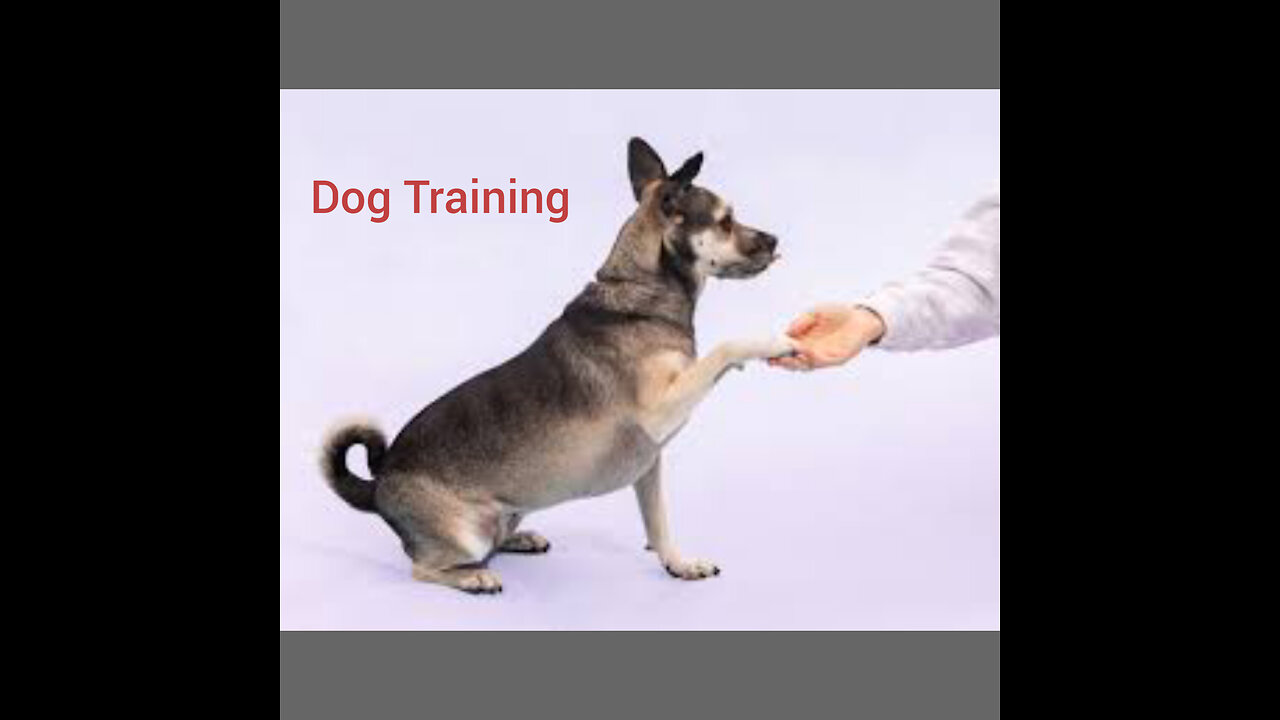 Dog training