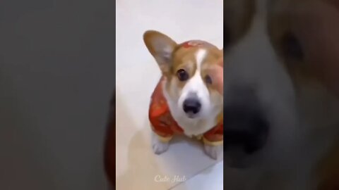funny dog#shorts