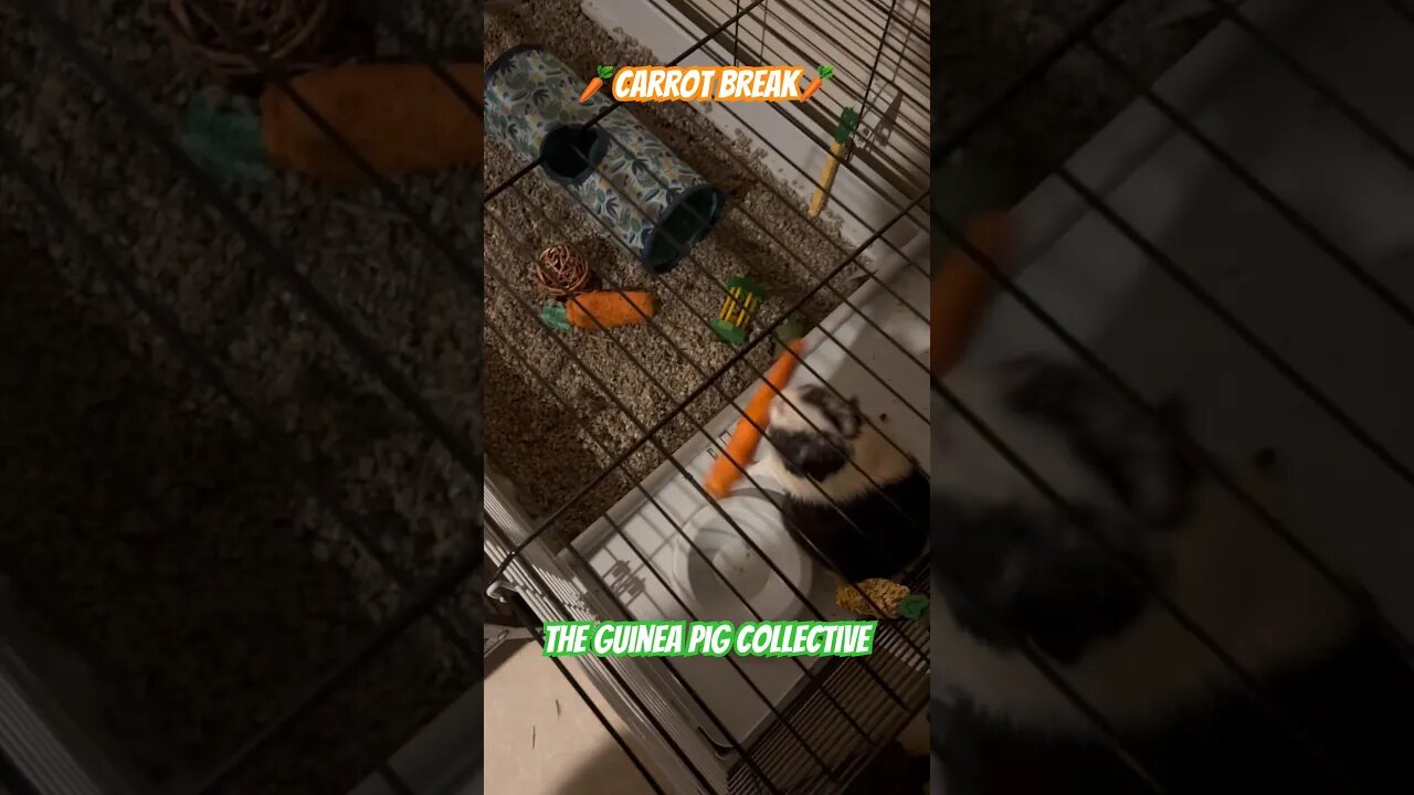 🥕Carrot Break🥕 The Guinea Pig Collective #guineapigshorts #guineapigs #guineapigseating #channel