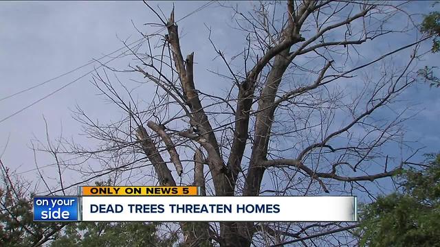 Backlog of dead trees tower over power lines, threaten homes in Cleveland