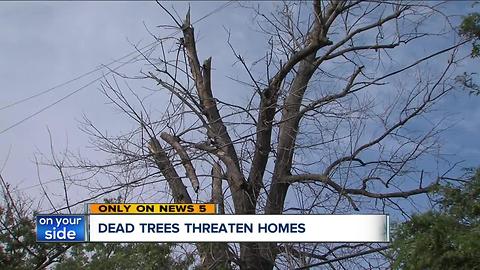 Backlog of dead trees tower over power lines, threaten homes in Cleveland