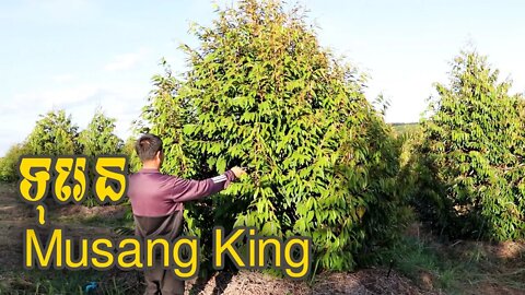 ដើមទុរេន musang king មានការលូតលាស់ល្អ / musang king durian tree (11.01.2021)