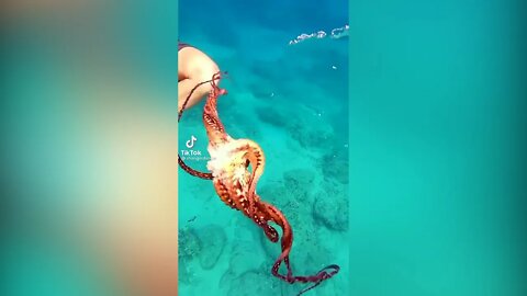 Wee TikTok trend (Funny ANIMALS and PEOPLE)