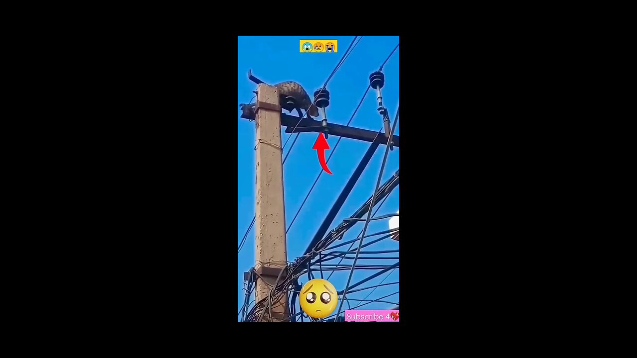 Cat's π cat OMG!π±|| Poor catπ