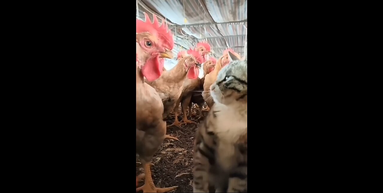 Cat vs Chicken