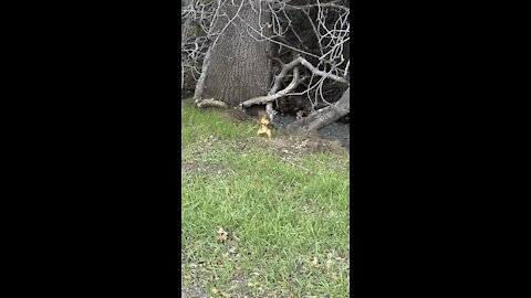 Watching a Squirrel