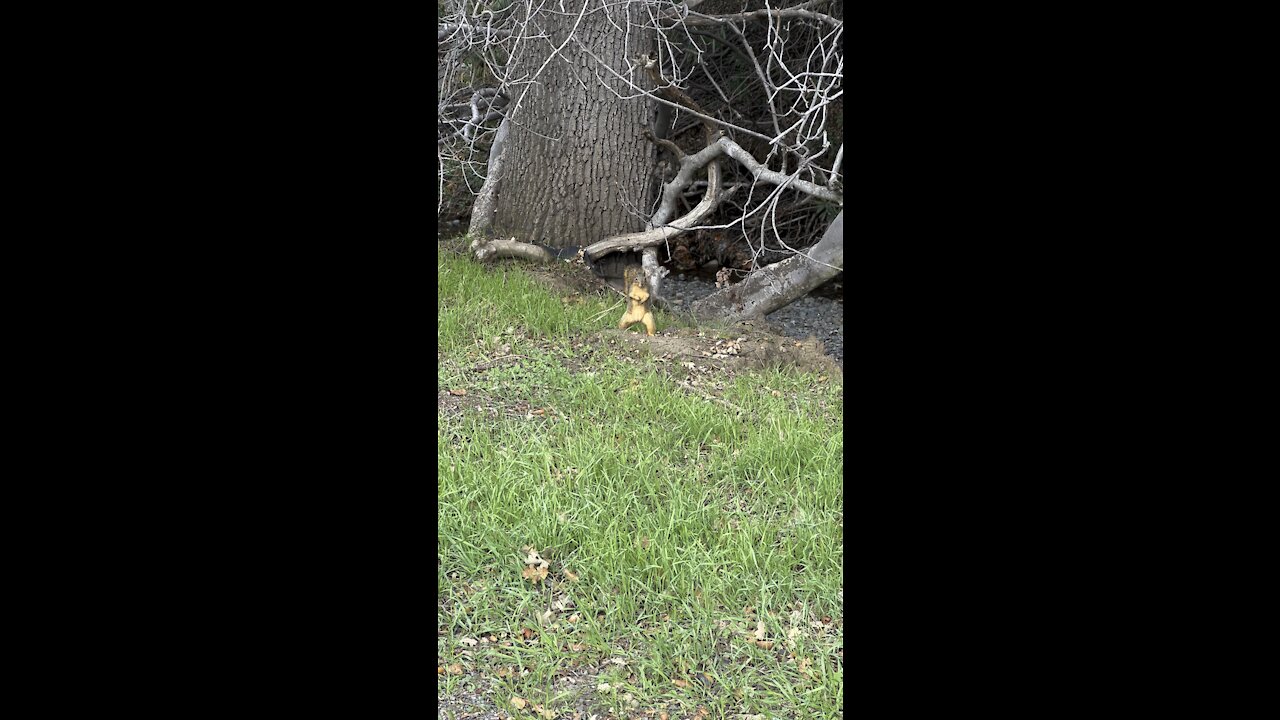 Watching a Squirrel