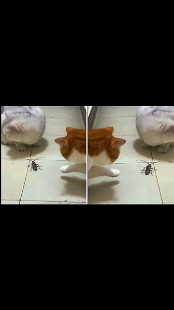 FUNNIEST CATS VIDEOS- BEST FUNNY ANIMALS VIDEOS 2023