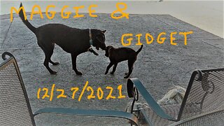 Maggie & Gidget 12-27-2021