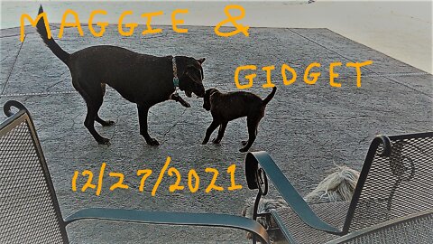 Maggie & Gidget 12-27-2021