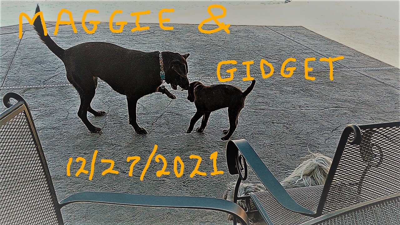 Maggie & Gidget 12-27-2021