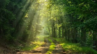 Relaxing Fantasy Forest Music for Writing - Forest Path ★517