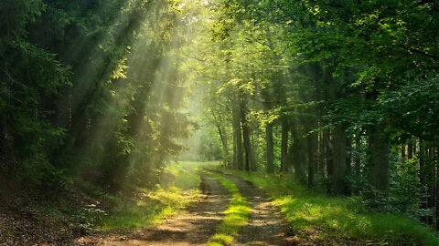 Relaxing Fantasy Forest Music for Writing - Forest Path ★517