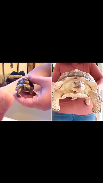 Woman shows turtle's massive growth over 4 year span