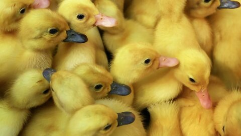 A little duck video to make you smile!