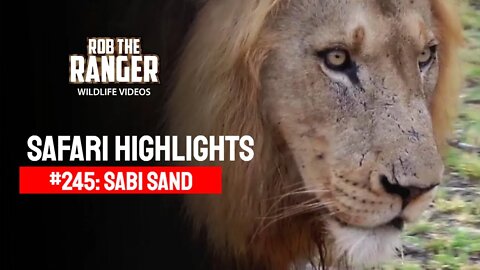 Safari Highlights #245: 27 - 31 December 2013 | Sabi Sand Wildtuin | Latest Wildlife Sightings