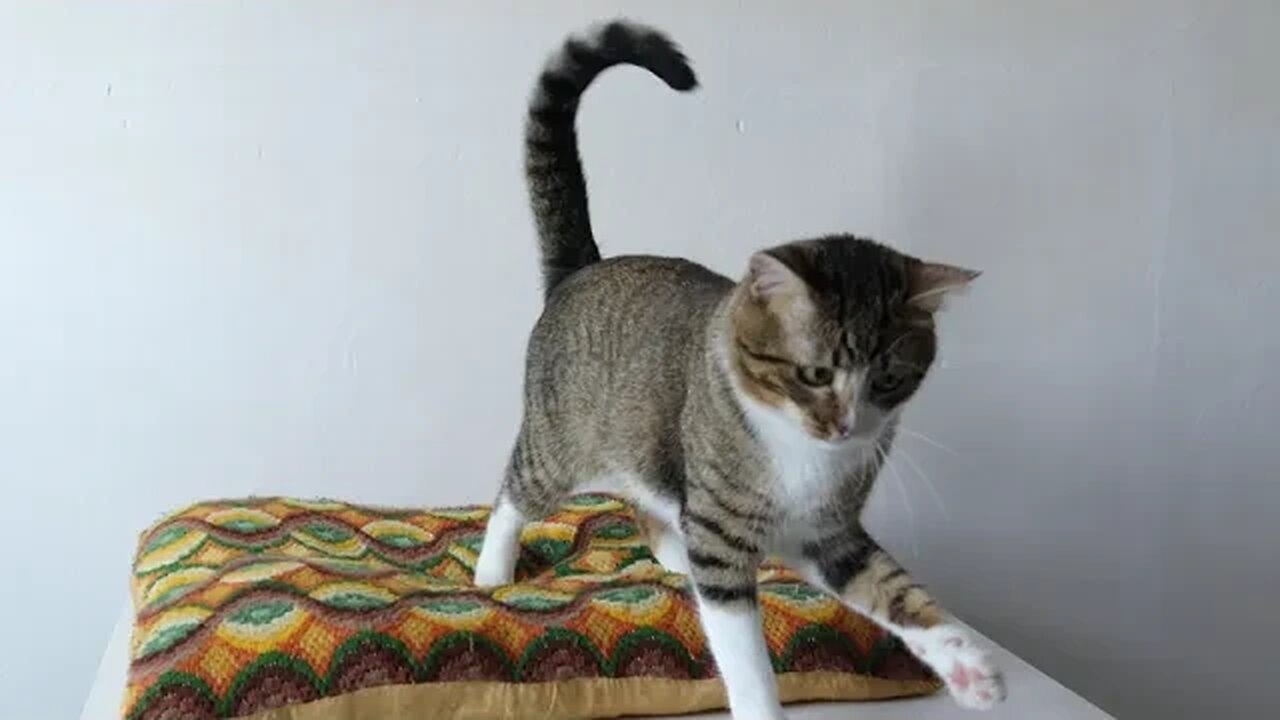 Cute Cat Plays on a Pillow