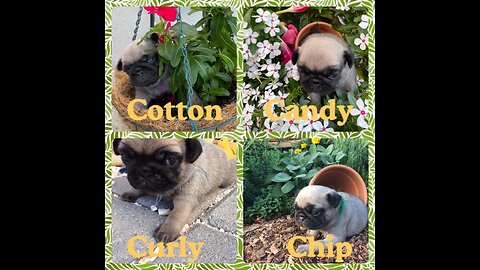 Puppy Cam (8/24 Day)