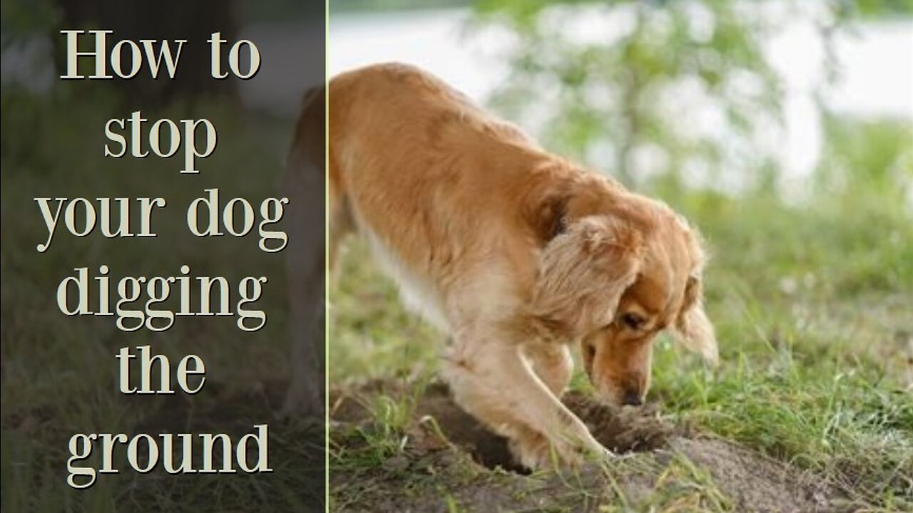 How to stop your dog digging, below your fence, gate, or garden Cocker Spaniel