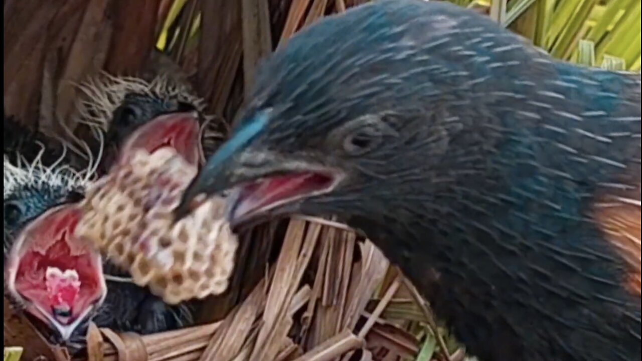 A cuckoo mother brings back a hive for her baby