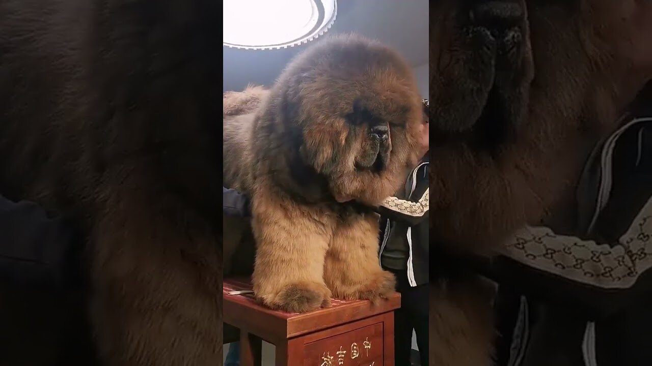 Very big and Funny dog🤪 🐕