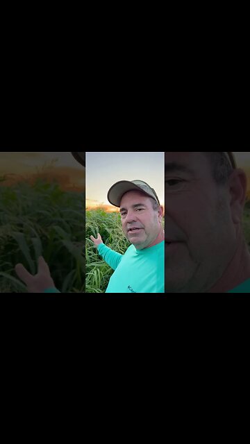 Sorghum Sudan Is Ready!!! Let's Go.