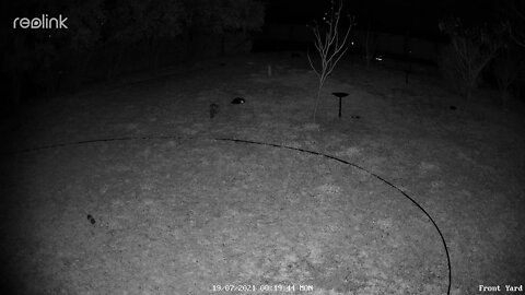 Lippy trys to Friend Fox