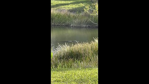 Ralph the Long Tailed Gator #FYP #Gator #Alligator #SWFL #4K #DolbyVisionHDR