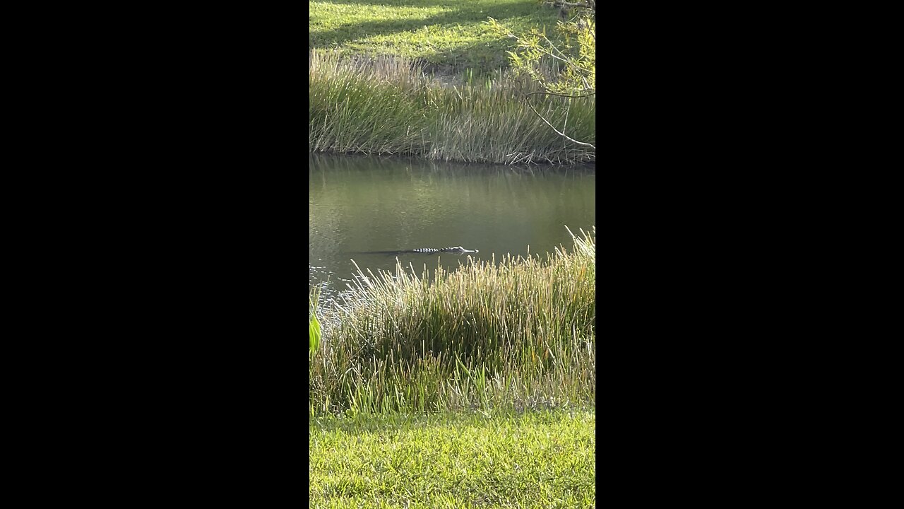 Ralph the Long Tailed Gator #FYP #Gator #Alligator #SWFL #4K #DolbyVisionHDR