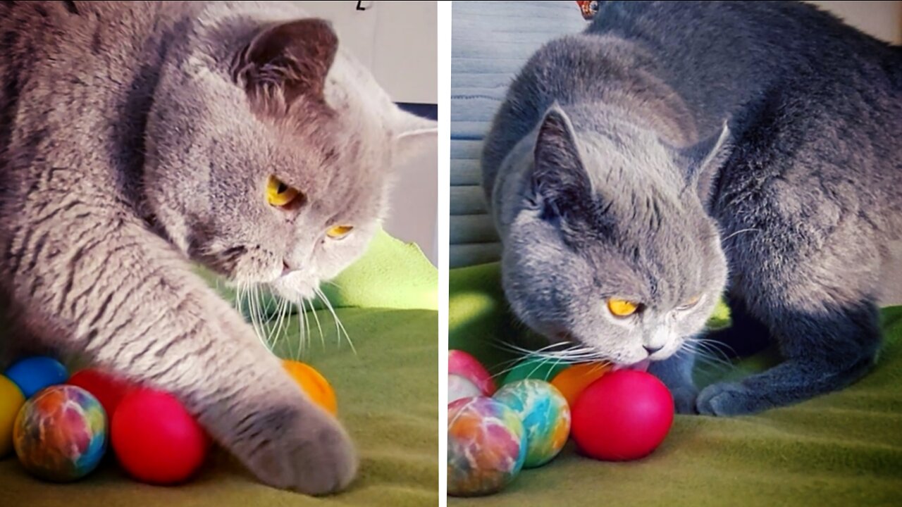 Goofy cats playing with Easter's dyed eggs