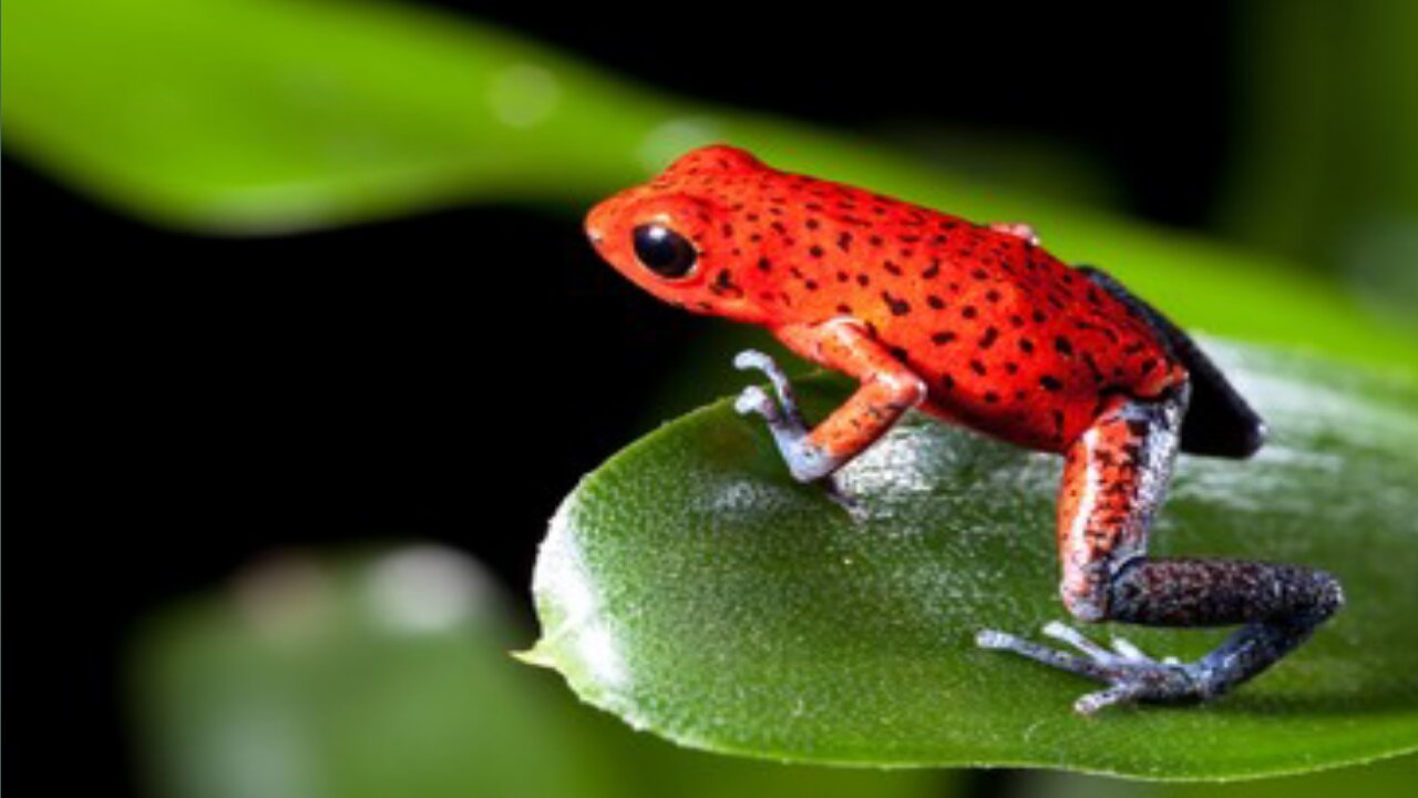 2 Small frogs playing together,colourful frogs in forest